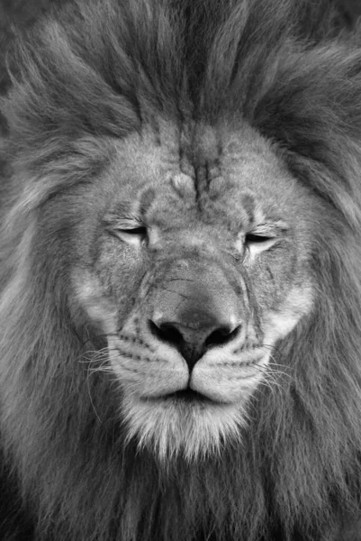 Leeuw Een Van Vier Grote Katten Uit Het Geslacht Panthera — Stockfoto