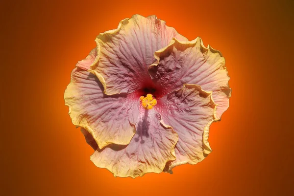 Hibiscus Malvaceae Familyasından Bir Bitki Cinsidir Dünya Çapında Ilıman Subtropikal — Stok fotoğraf