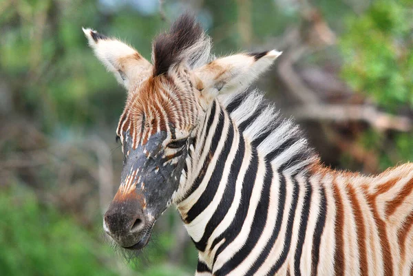 Zebra Hluhluwe Imfolosi Park South Afrfica — стокове фото