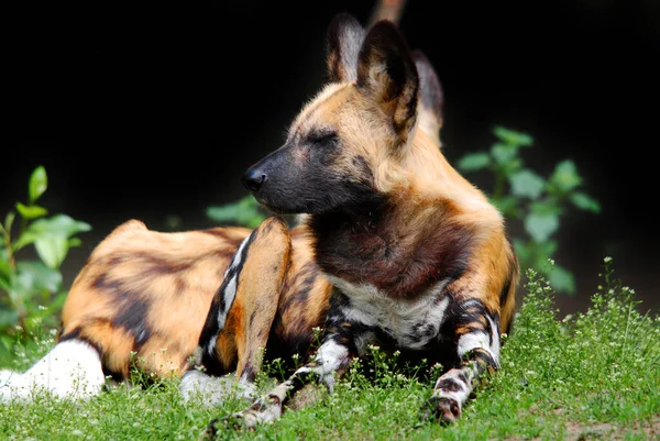 Afrikaanse Wilde Hond Lycaon Pictus Ook Bekend Als Afrikaanse Jachthond — Stockfoto