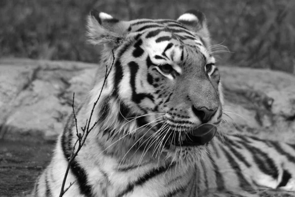 Kaplan Panthera Tigris Kedigiller Felidae Familyasından Bir Kaplan Türü Üçüncü — Stok fotoğraf