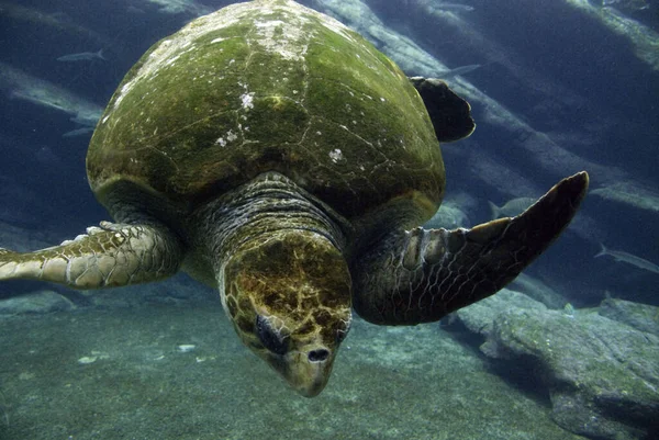 Schildkröte Schwimmt Tief Unter Wasser — Stockfoto