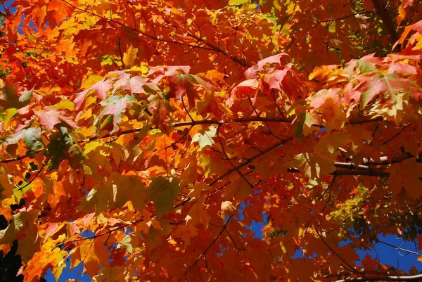 Folhas Outono Coloridas Quebec Canadá — Fotografia de Stock