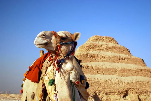 Saqqarah Mısır Çölde Bedevi — Stok fotoğraf