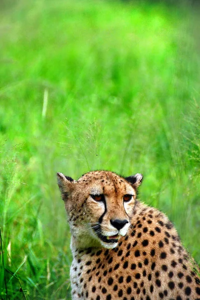 Gepard Velká Kočka Obývající Většinu Afriky Část Blízkého Východu Gepard — Stock fotografie