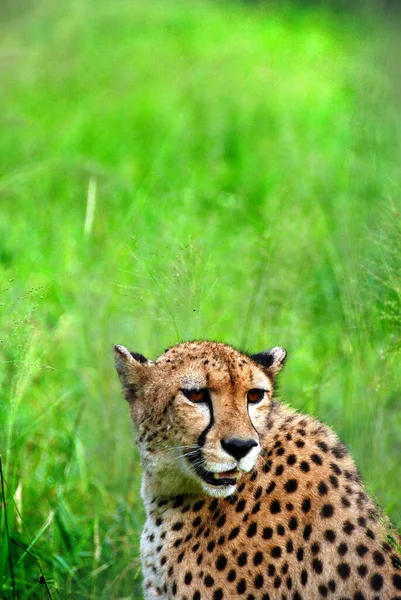 Cheetah Felino Gran Tamaño Que Habita Mayor Parte África Parte — Foto de Stock