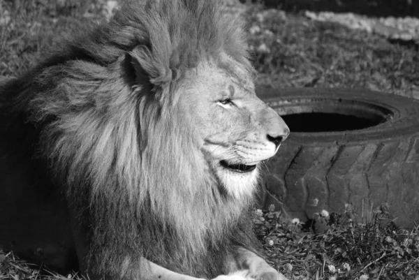 Lejonet Fyra Stora Katterna Släktet Panthera Och Medlem Familjen Felidae — Stockfoto