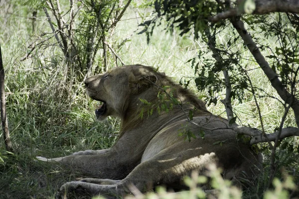 Leeuw Een Van Vier Grote Katten Uit Het Geslacht Panthera — Stockfoto