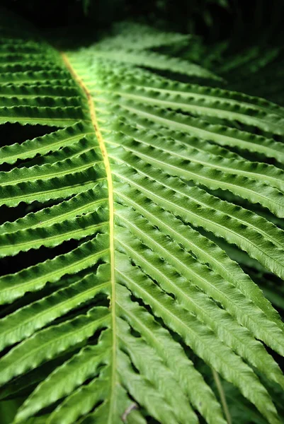 蕨类是一组维管束植物的成员 这些维管束植物通过孢子繁殖 既没有种子也没有花朵 — 图库照片