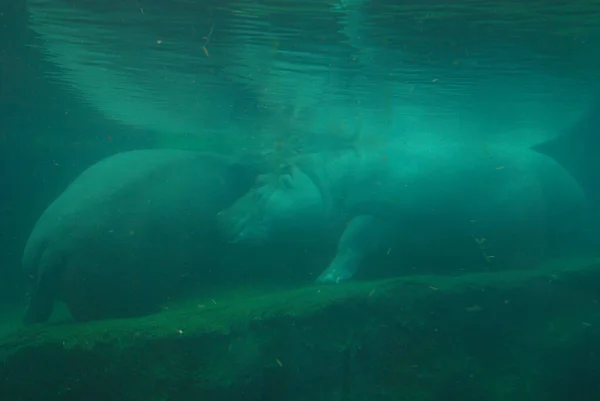 Бегемоты Плавающие Зеленой Воде — стоковое фото