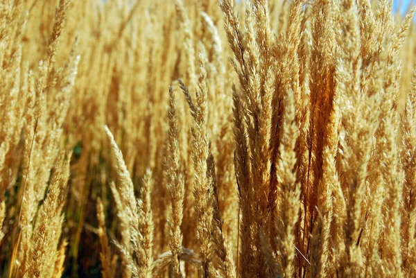 Close Beautiful Yellow Wheat Field — Stock Photo, Image