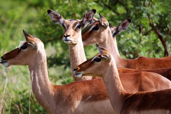 Impalas Hluhluwe Imfolosi Park Südafrika — Stockfoto