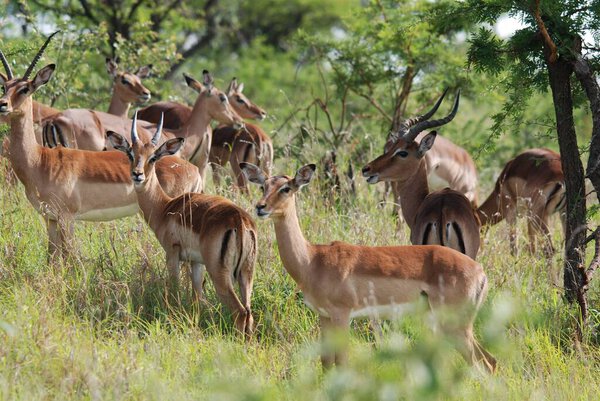 Hluhluwe imfolozi park South Africa, Impala (Aepyceros melampus) is a medium-size antelope found in eastern and southern Africa.