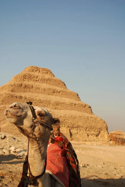 Sakkarah Ägypten Beduinen Kamel Der Wüste — Stockfoto