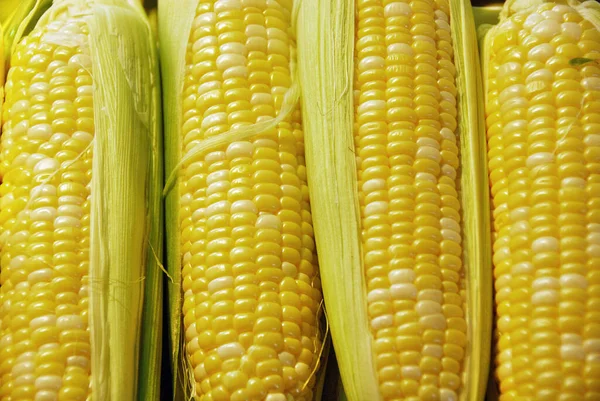 甜玉米是一种高糖含量的玉米 是控制玉米胚乳内部糖转化为淀粉的基因自然隐性突变的结果 — 图库照片
