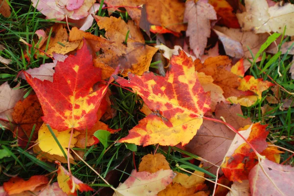 Herbstblätter Auf Grünem Gras — Stockfoto