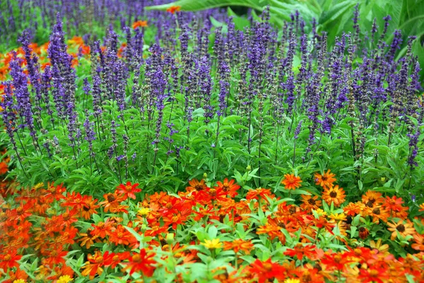 Campo Con Fiori Colorati Selvatici — Foto Stock