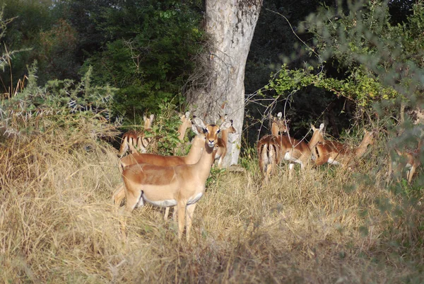 Hluhluwe Imfolozi Park Impala Aepyceros Melampus 아프리카 동부와 남부에서 발견되는 — 스톡 사진