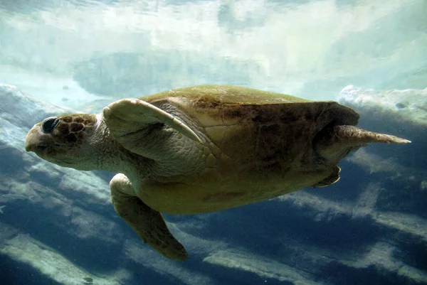 Tartaruga Nadando Fundo Subaquático — Fotografia de Stock