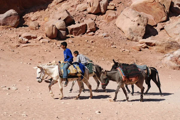 PETRA, JORDAN - 25 NoV: Kimliği belirsiz çocuklar 25 Kasım 2009 Petra, Ürdün 'de deve gezisi için turistleri bekliyor. Yolculuk 20JD tuttu. Petra, Nabataean krallığının etkileyici başkentiydi..