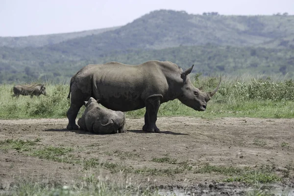 Rhinoceros Hluhluwe Imfolosi Park South Africa — стокове фото