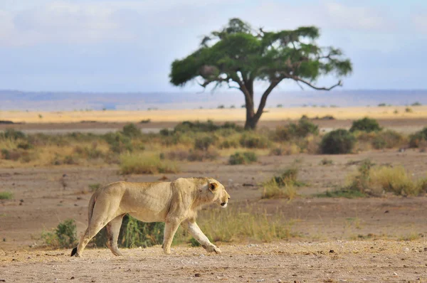 Leão Selvagem Savannah Africana Tanzânia — Fotografia de Stock