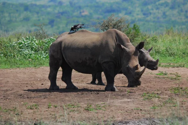 Rhinocéros Mère Veau Dans Parc Hluhluwe Imfolosi Afrique Sud — Photo