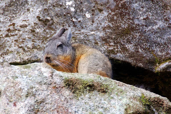 Chinchillas Крепкі Гризуни Трохи Більші Більш Міцні Ніж Земляні Білки — стокове фото