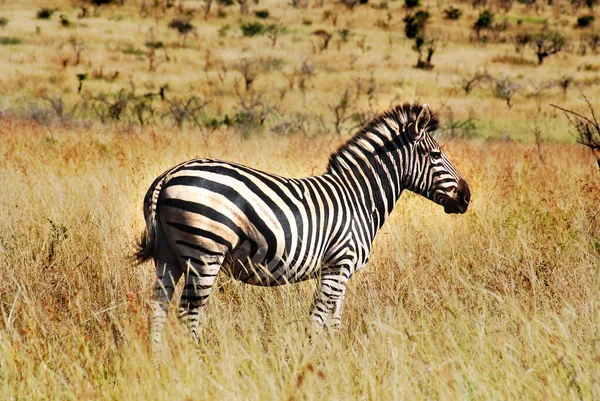 Zebra Kruger Park Zuid Afrika — Stockfoto