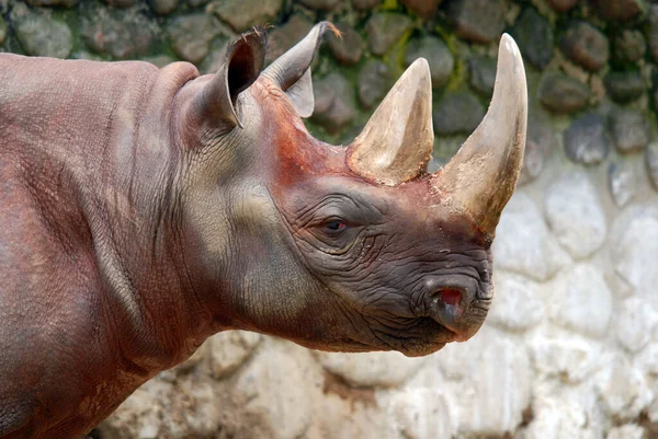 Indian Rhinoceros Rhinoceros Unicornis Also Called Greater One Horned Rhinoceros — Stock Photo, Image