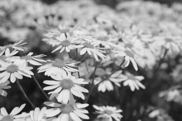 Photo Noir Blanc Belles Fleurs Dans Jardin — Photo