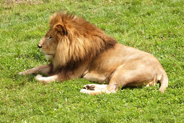 ライオンはパンテラ属の4匹の大きな猫のうちの1匹であり フェレイデス科の一員である 体重が250Kgを超える雄もおり 虎に次ぐ第2位の大きさである — ストック写真