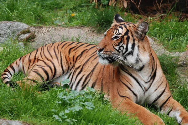 Tigre Vicino Tigre Panthera Tigris Più Grande Specie Gatto Terzo — Foto Stock