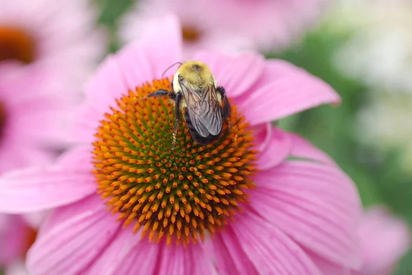 Abeja Flor Jardín Botánico Montreal —  Fotos de Stock