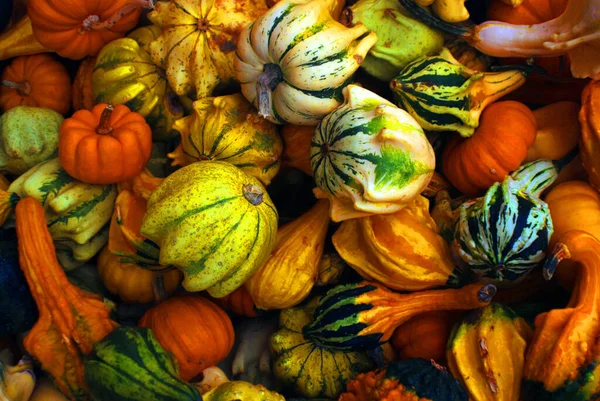 在农贸市场展出的新鲜采摘的彩色南瓜和南瓜 — 图库照片
