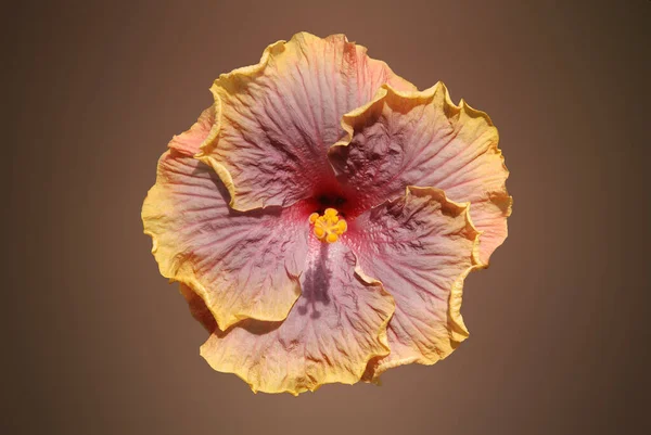 Hibiscus Malvaceae Familyasından Bir Bitki Cinsidir Dünya Çapında Ilıman Subtropikal — Stok fotoğraf