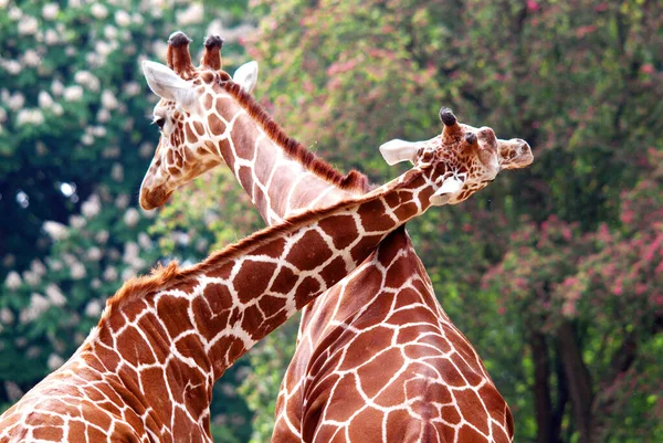 Girafa Giraffa Camelopardalis Mamífero Africano Ungulado Mais Alto Todas Espécies — Fotografia de Stock