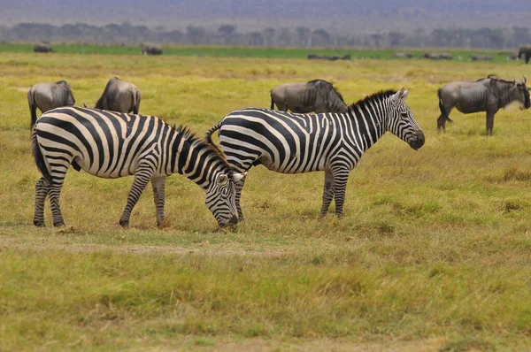 Parque Nacional Zebras Amboseli Anteriormente Reserva Caza Maasai Amboseli Encuentra —  Fotos de Stock