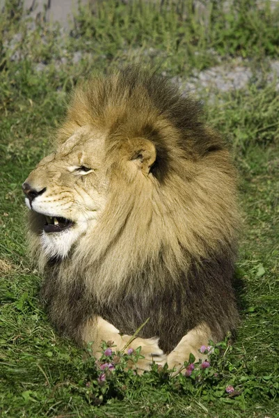 Leão Dos Quatro Grandes Felinos Gênero Panthera Membro Família Felidae — Fotografia de Stock