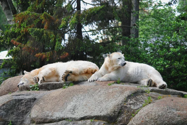 Urso Polar Ursus Maritimus Urso Nativo Grande Parte Dentro Círculo — Fotografia de Stock