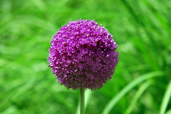 Flor Bola Roxa Botânica Verão Flora Grama — Fotografia de Stock