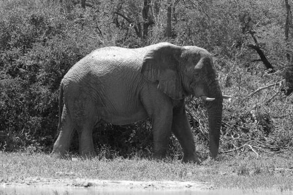 Les Éléphants Sont Grands Mammifères Famille Des Elephantidae Ordre Des — Photo