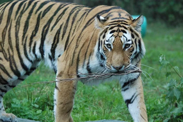 Tigre Panthera Tigris Membro Família Felidae Maior Dos Quatro Grandes — Fotografia de Stock