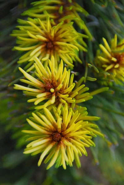 Gyönyörű Sárga Virágok Kert — Stock Fotó