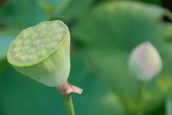 Цветок Лотоса Nelumbo Nucifera Известный Многими Именами Включая Indian Lotus — стоковое фото