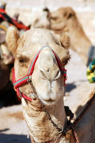 Верблюд Поближе Camelus Dromedarius Один Горбатый Верблюд Используемый Ближнем Востоке — стоковое фото