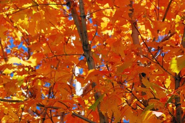 Colorful Autumn Leaves Quebec Canada Royalty Free Stock Images