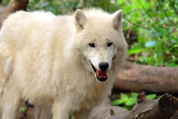 Arctic Wolf Polar White Wolf Subspecies Gray Wolf Mammal Family Stock Photo