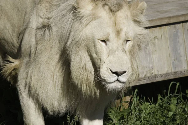 Beyaz Aslan Aslanın Nadir Görülen Bir Renk Mutasyonudur 2009 Kadar - Stok İmaj