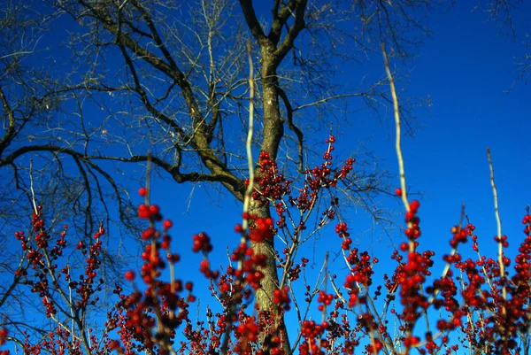 Rote Reife Vogelbeeren Gegen Sonnenstrahlen Eberesche Mit Reifen Beeren Zweig — Stockfoto